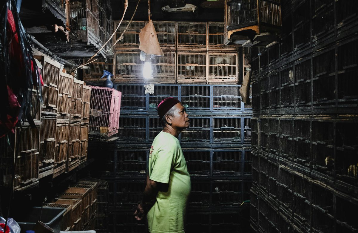 Surviving Under Pressure, Striving Amidst Turmoil: The Face of MSMEs’ Resilience in Indonesia